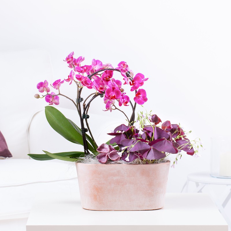 Orchidee & Co